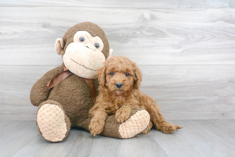 Playful Golden Retriever Poodle Mix Puppy