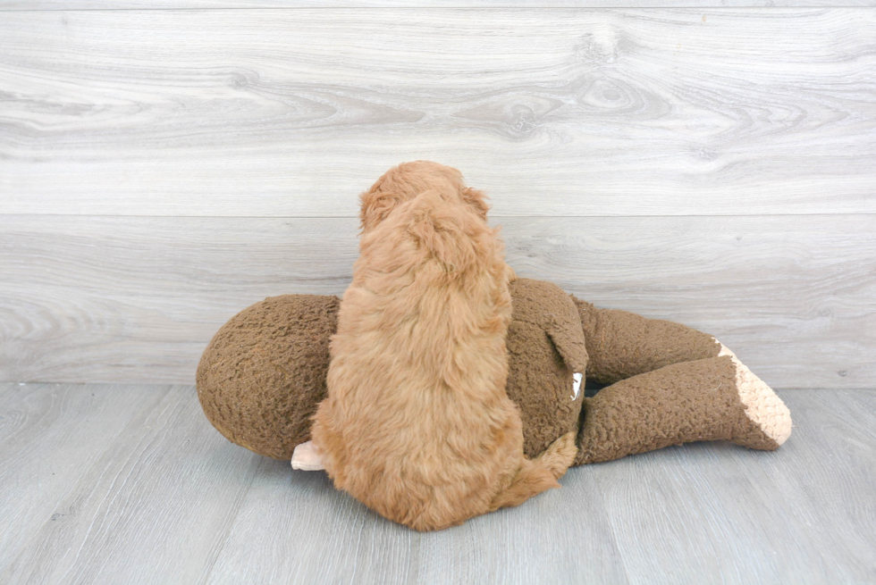 Small Mini Goldendoodle Baby