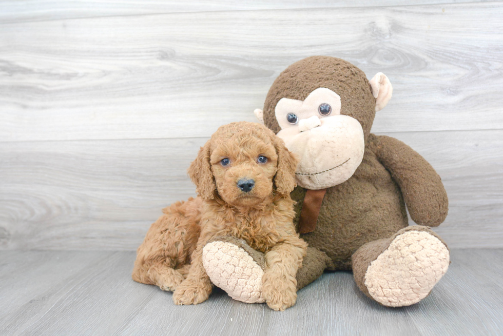 Popular Mini Goldendoodle Poodle Mix Pup