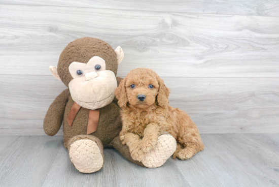 Mini Goldendoodle Pup Being Cute