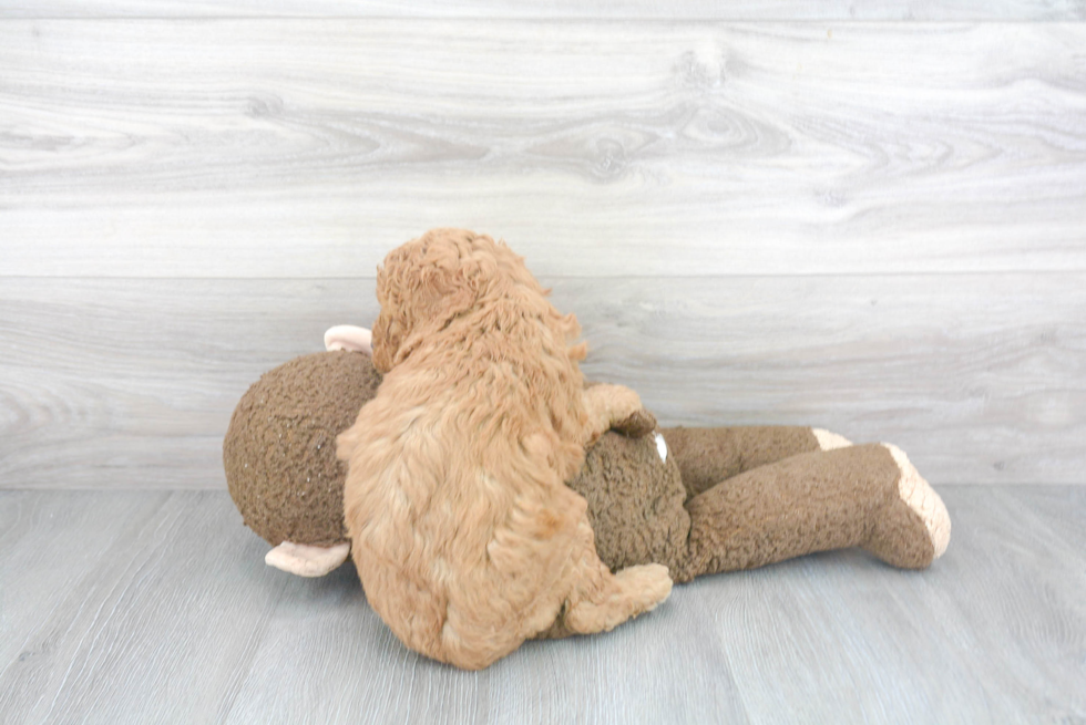 Small Mini Goldendoodle Baby