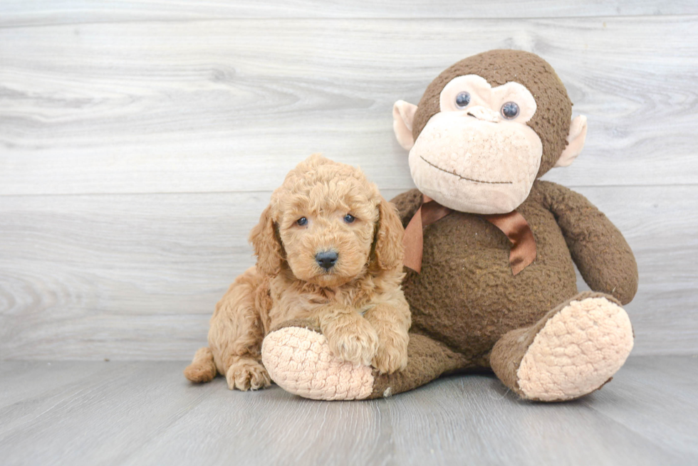 Friendly Mini Goldendoodle Baby