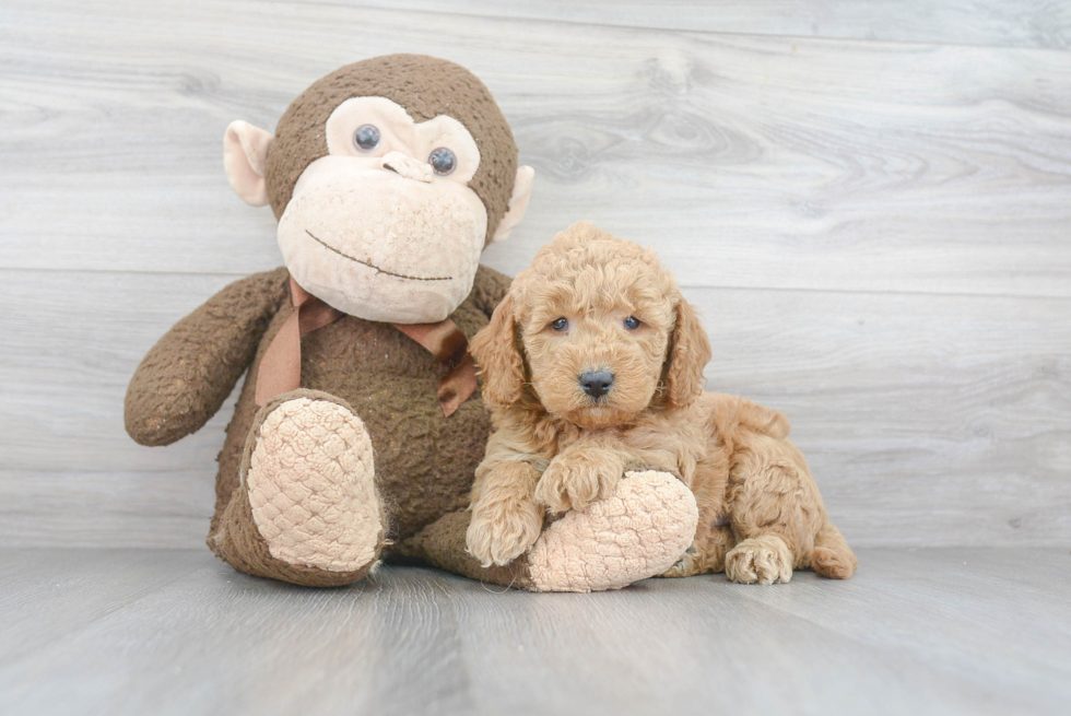 Smart Mini Goldendoodle Poodle Mix Pup