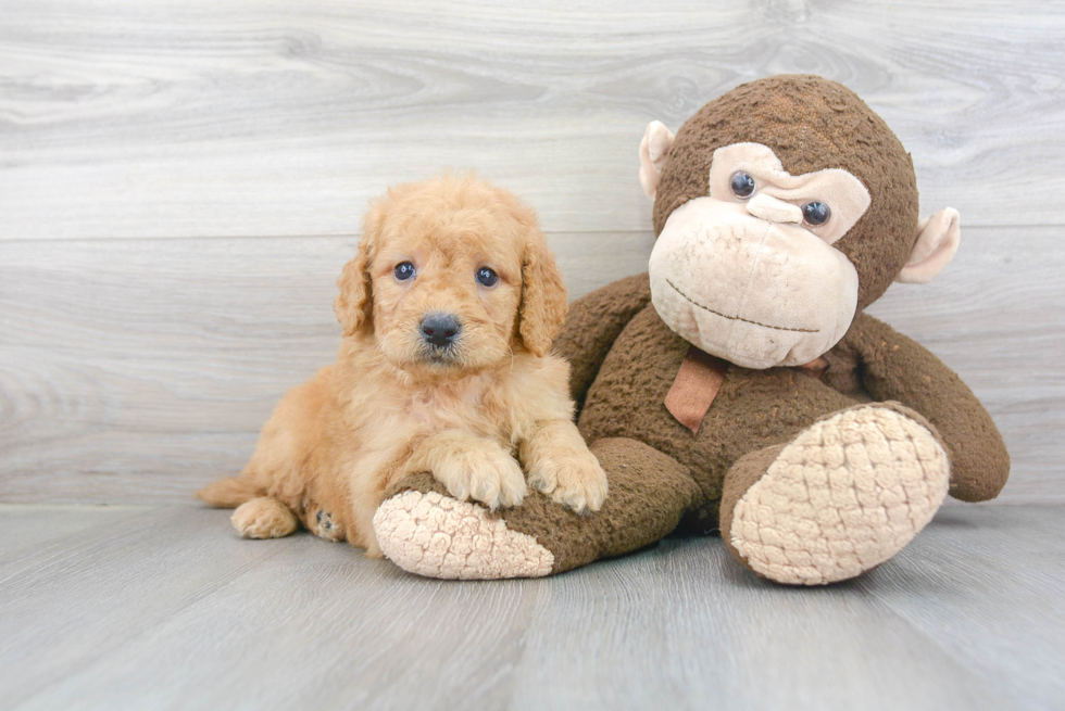 Mini Goldendoodle Puppy for Adoption