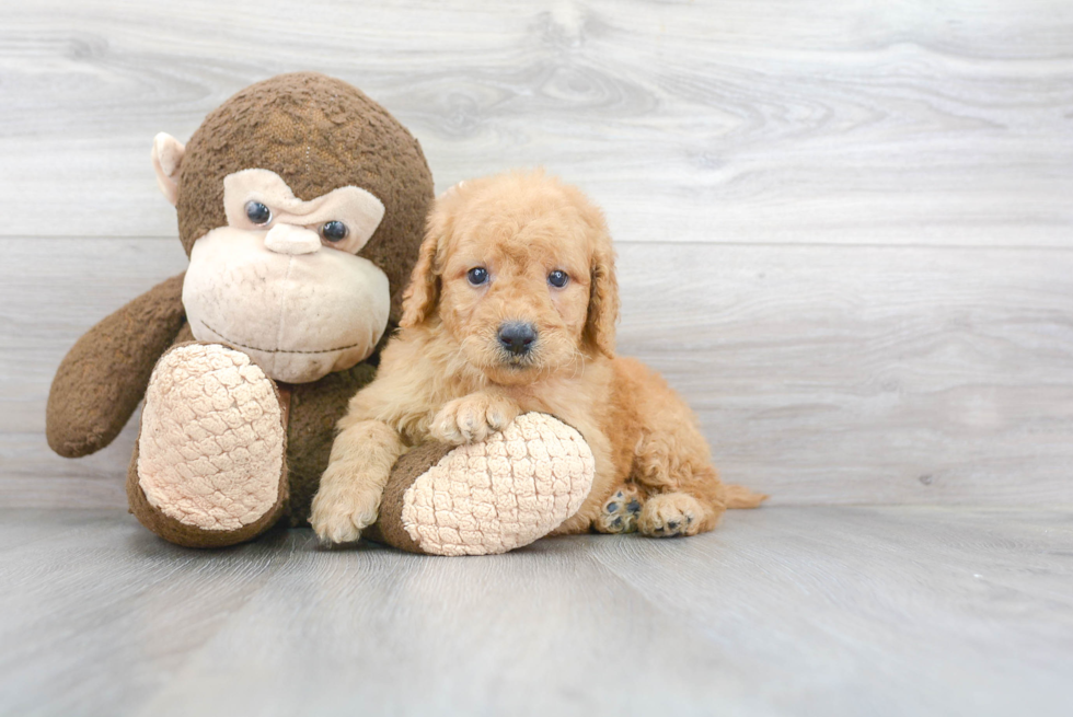 Mini Goldendoodle Puppy for Adoption