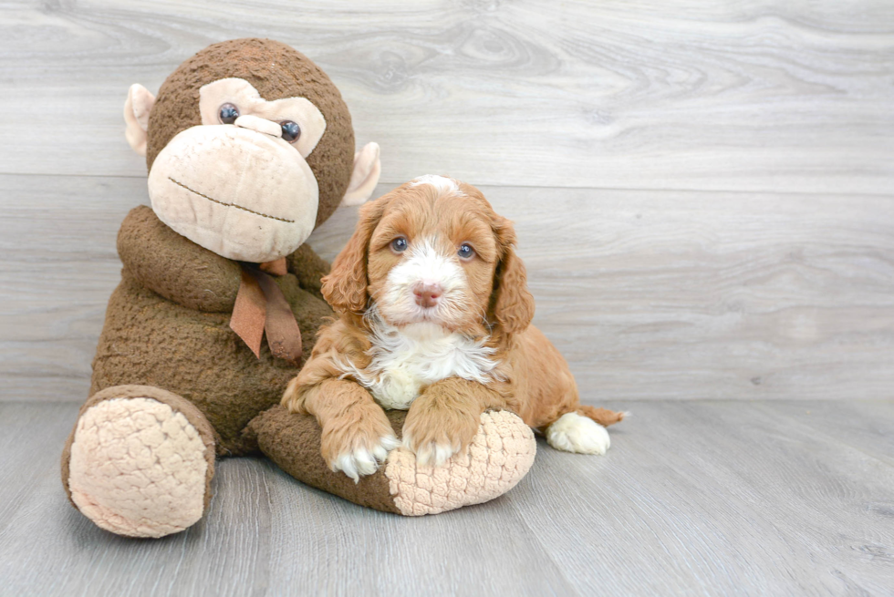 Friendly Mini Goldendoodle Baby