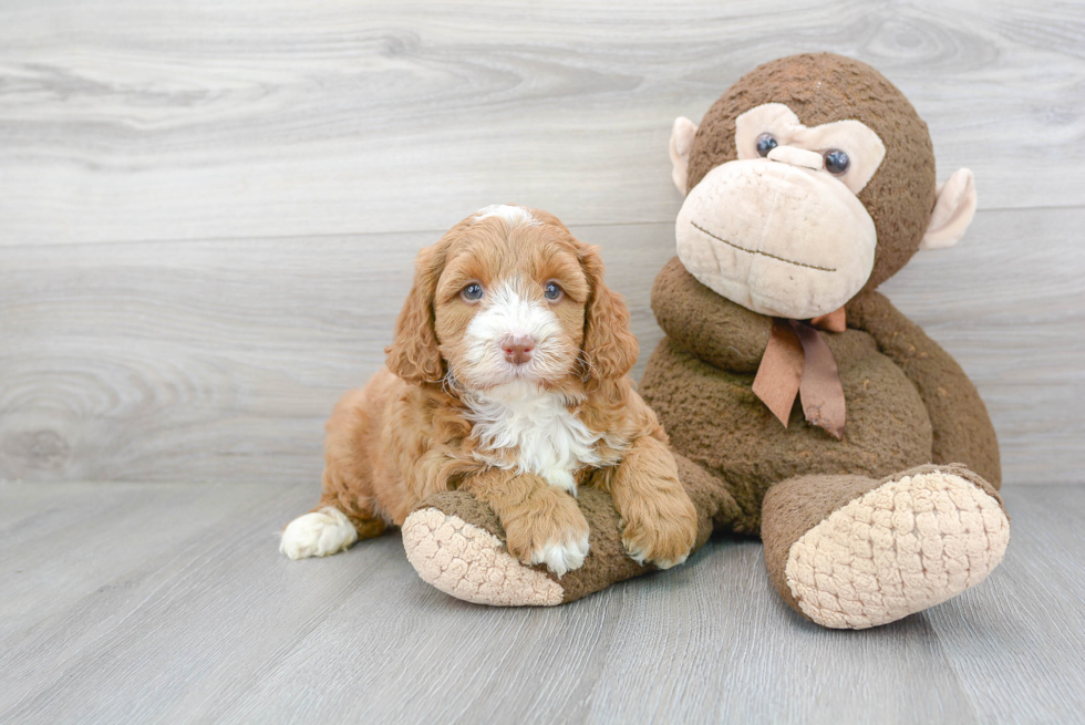 Funny Mini Goldendoodle Poodle Mix Pup