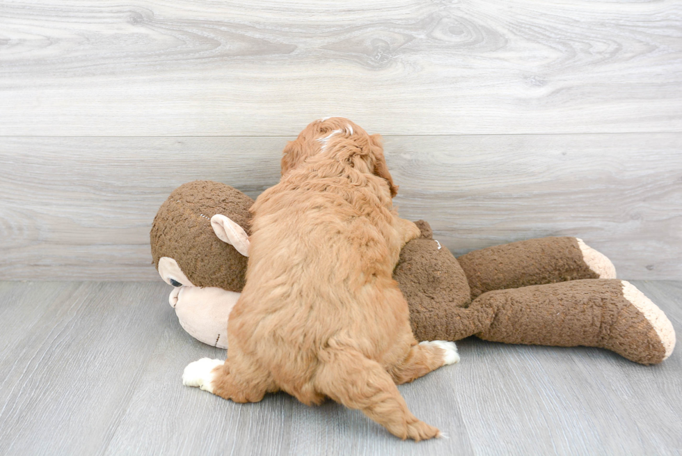 Mini Goldendoodle Pup Being Cute