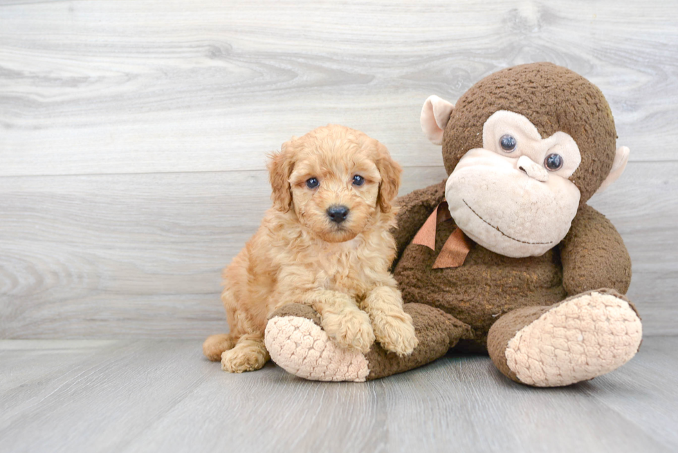 Smart Mini Goldendoodle Poodle Mix Pup