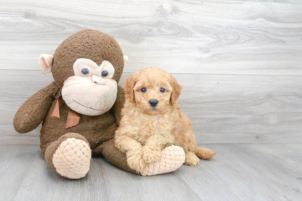 Friendly Mini Goldendoodle Baby