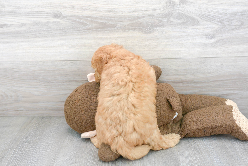 Best Mini Goldendoodle Baby