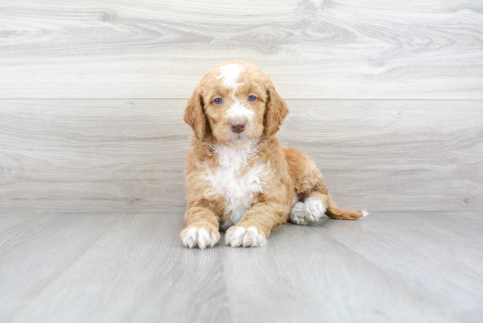 Popular Mini Goldendoodle Poodle Mix Pup