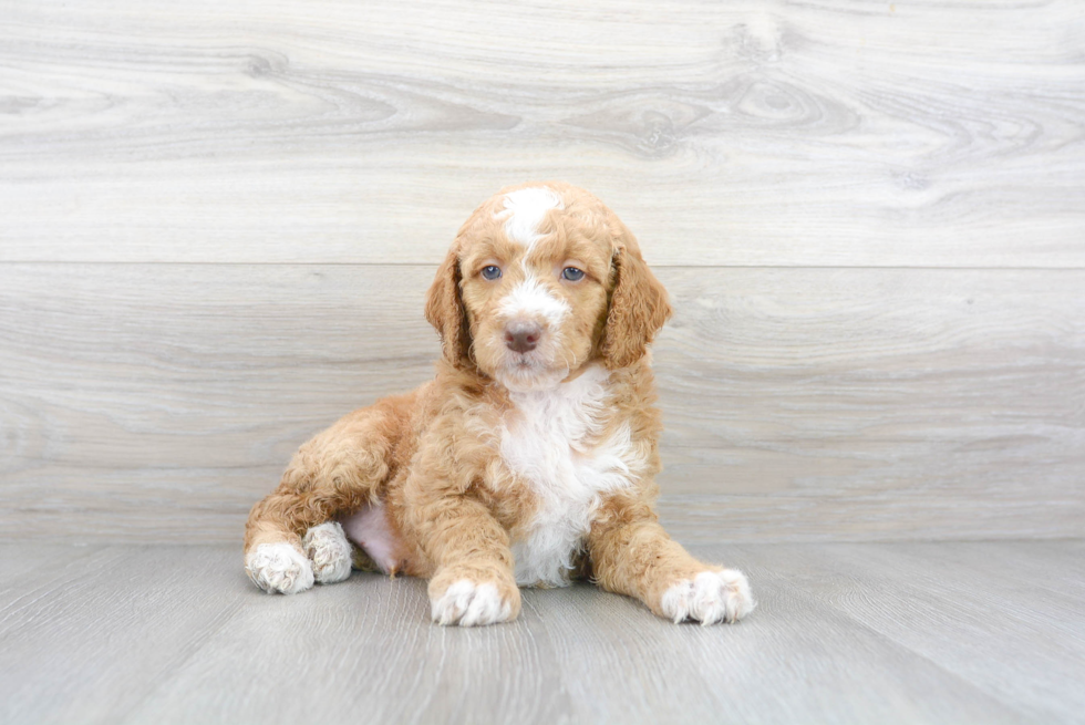 Cute Mini Goldendoodle Baby