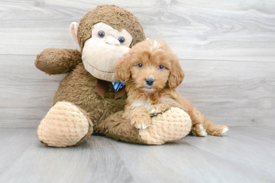 Energetic Golden Retriever Poodle Mix Puppy