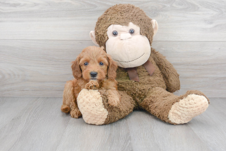 Adorable Golden Retriever Poodle Mix Puppy