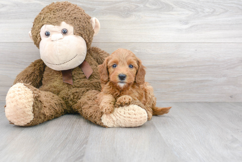 Small Mini Goldendoodle Baby