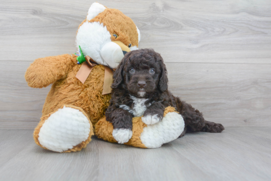 Best Mini Goldendoodle Baby