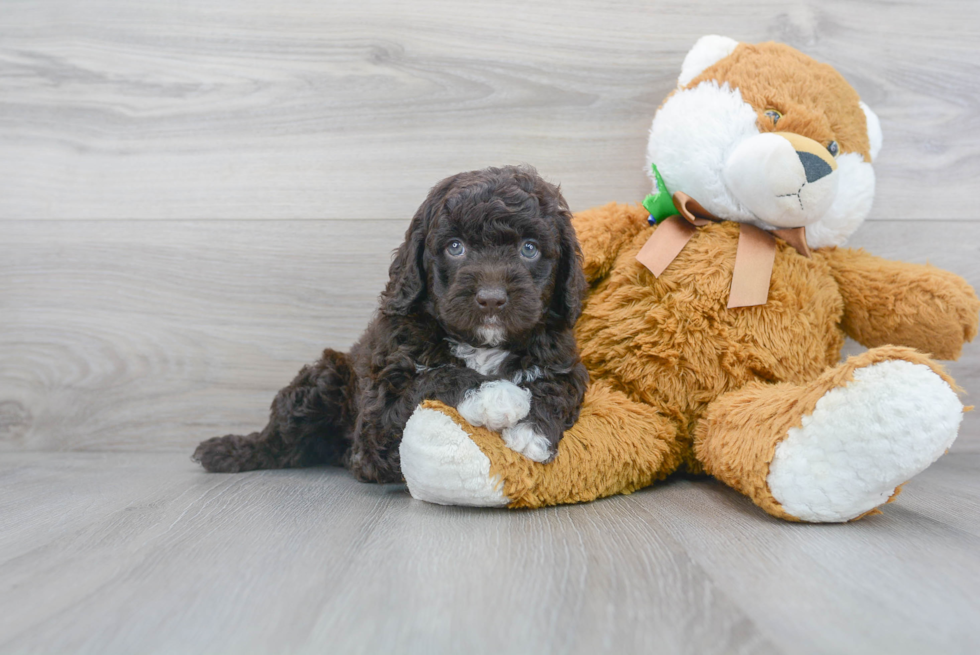 Best Mini Goldendoodle Baby