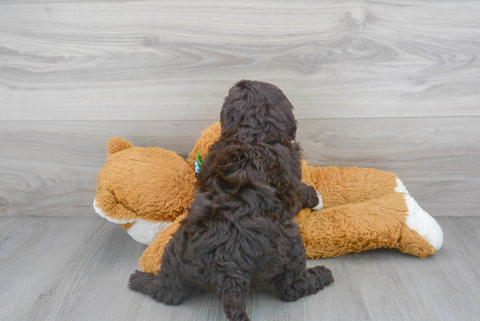 Petite Mini Goldendoodle Poodle Mix Pup