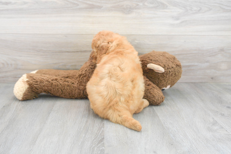 Energetic Golden Retriever Poodle Mix Puppy