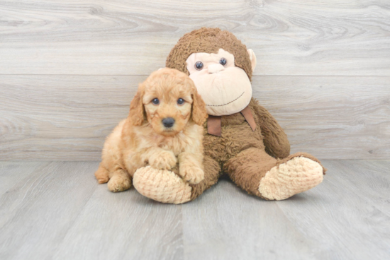 Happy Mini Goldendoodle Baby