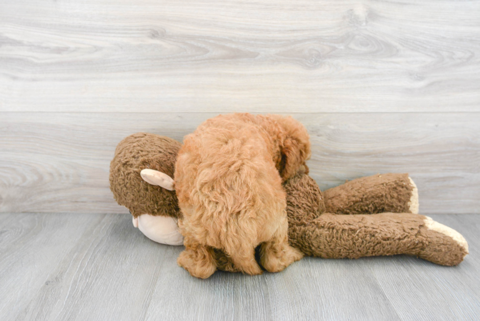 Mini Goldendoodle Pup Being Cute