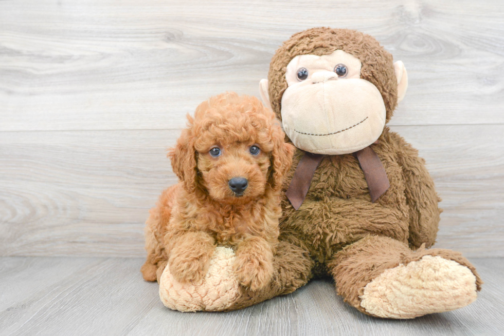 Best Mini Goldendoodle Baby