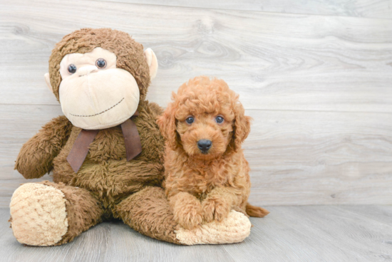 Best Mini Goldendoodle Baby