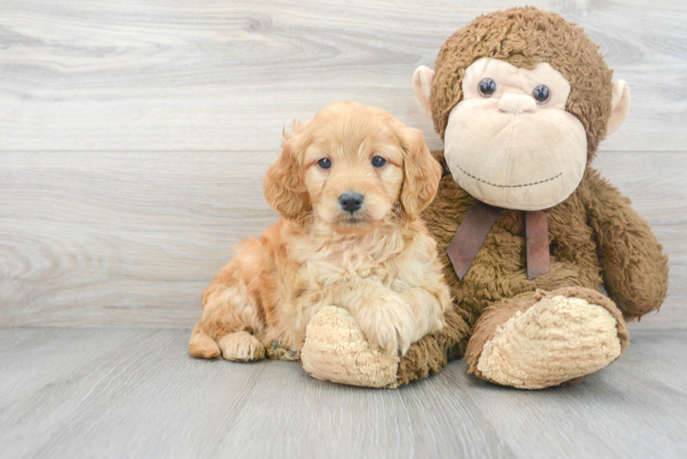 Happy Mini Goldendoodle Baby