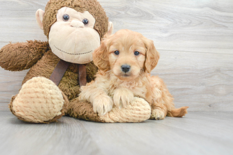 Sweet Mini Goldendoodle Baby