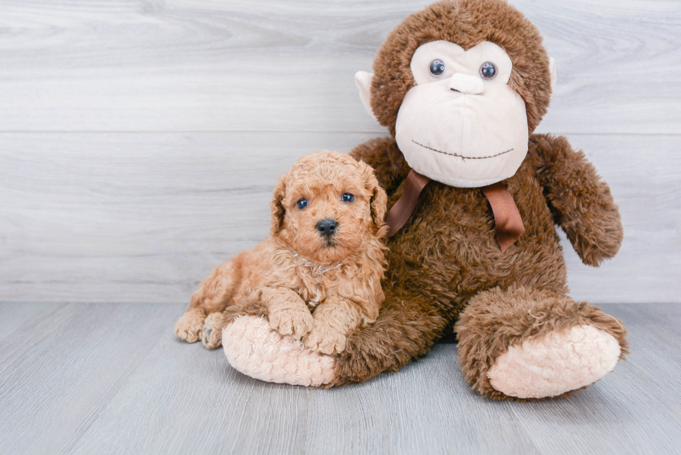 Playful Golden Retriever Poodle Mix Puppy