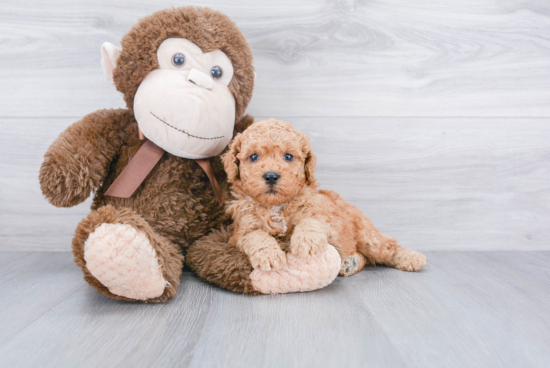 Fluffy Mini Goldendoodle Poodle Mix Pup