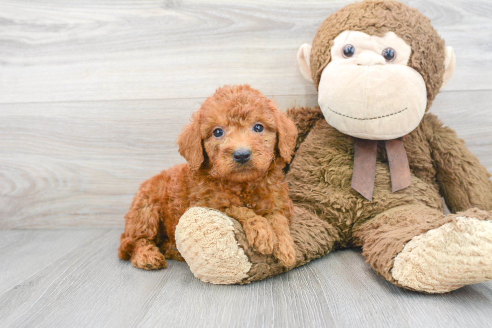 Cute Mini Goldendoodle Baby