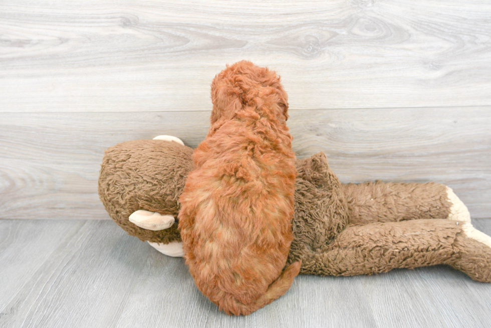 Hypoallergenic Golden Retriever Poodle Mix Puppy