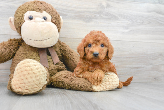 Best Mini Goldendoodle Baby