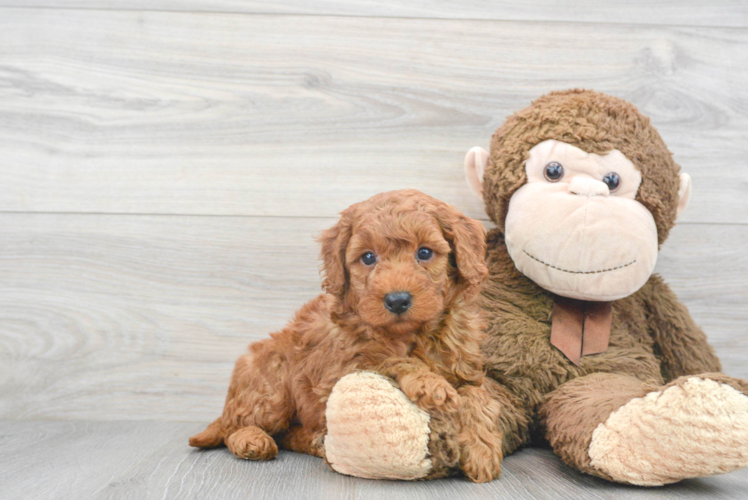 Mini Goldendoodle Pup Being Cute