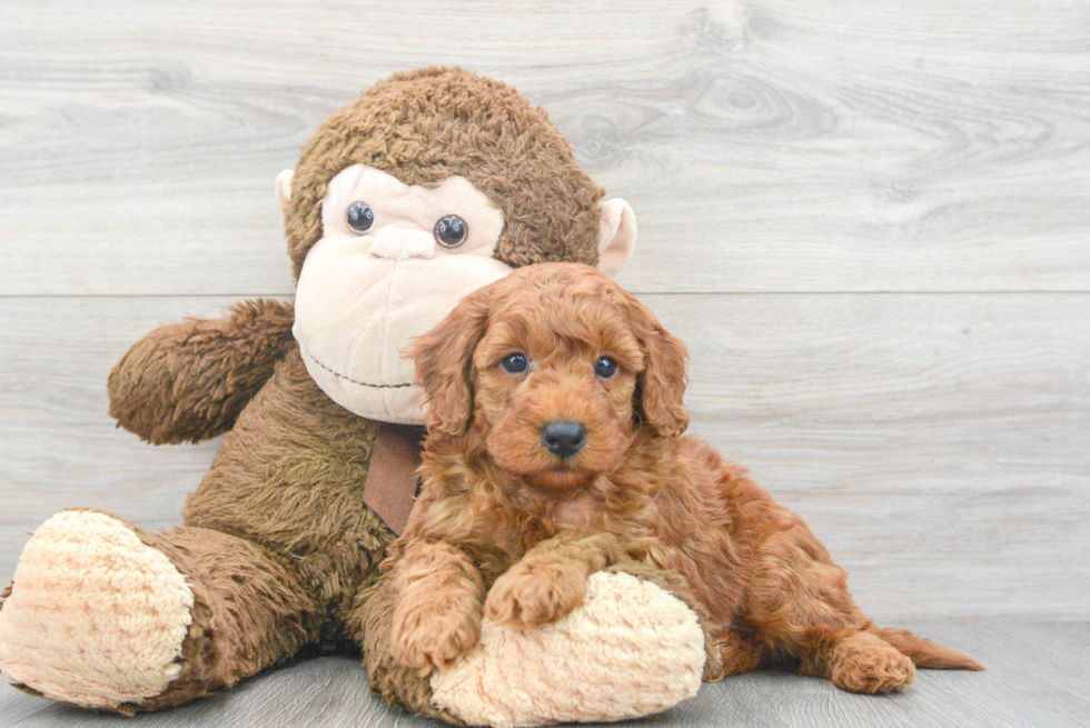 Hypoallergenic Golden Retriever Poodle Mix Puppy