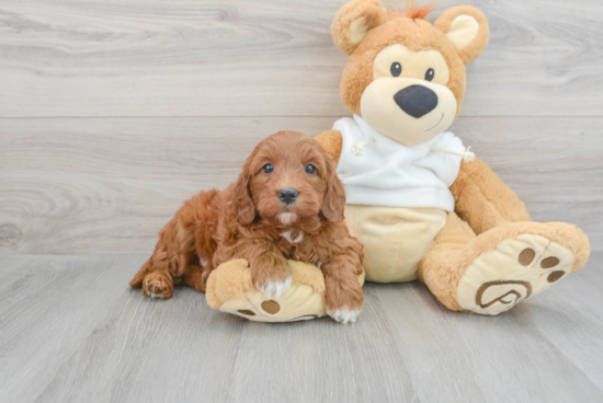 Small Mini Goldendoodle Baby