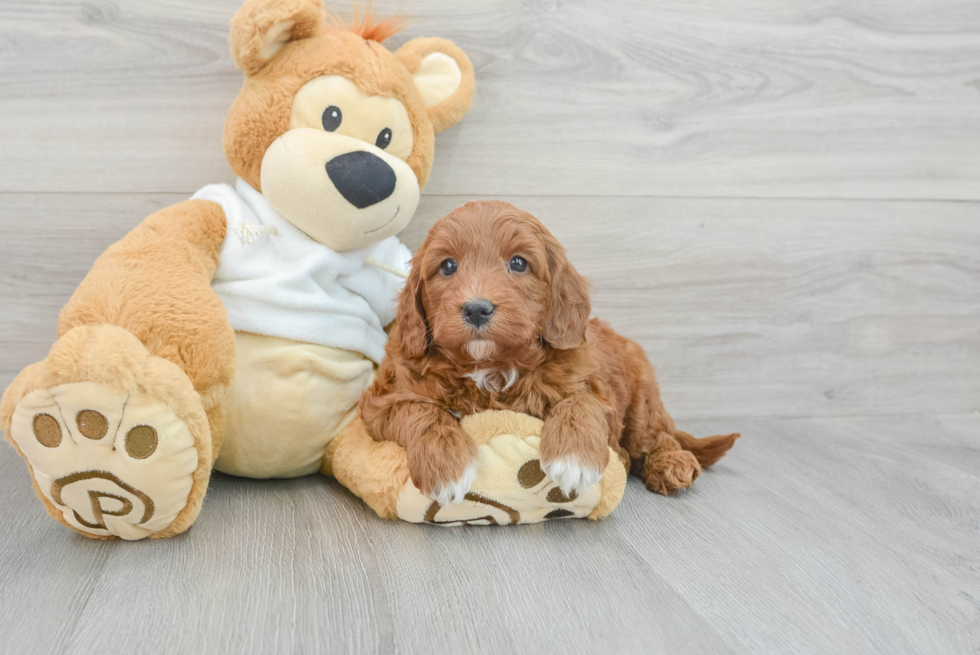 Mini Goldendoodle Pup Being Cute