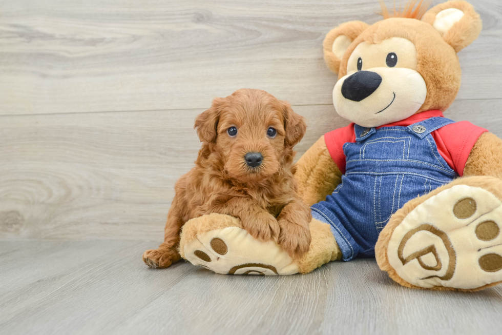 Playful Mini Groodle Poodle Mix Puppy