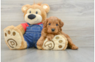 Best Mini Goldendoodle Baby