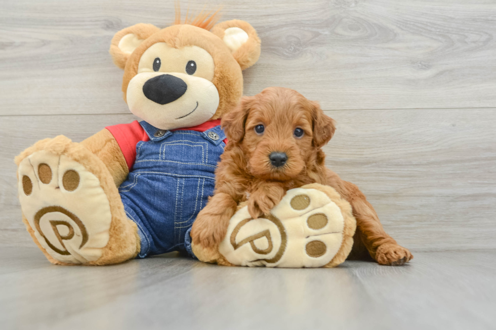 Best Mini Goldendoodle Baby