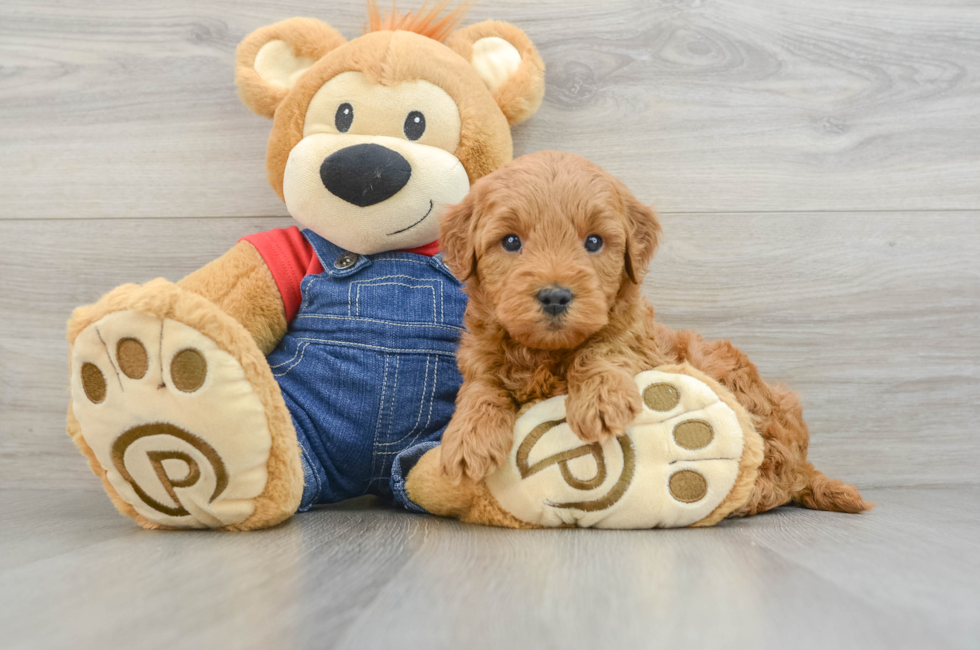 6 week old Mini Goldendoodle Puppy For Sale - Premier Pups