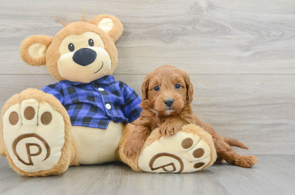 8 week old Mini Goldendoodle Puppy For Sale - Premier Pups