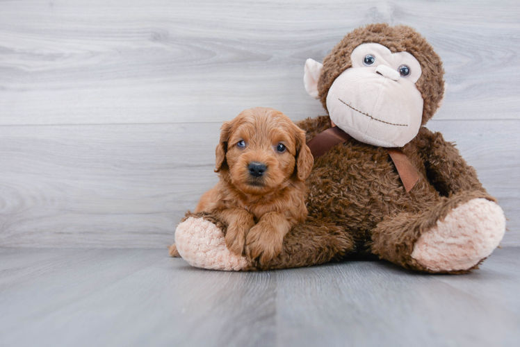 Sweet Mini Goldendoodle Baby