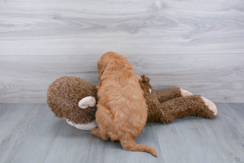 Petite Mini Goldendoodle Poodle Mix Pup