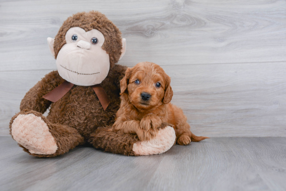 Friendly Mini Goldendoodle Baby