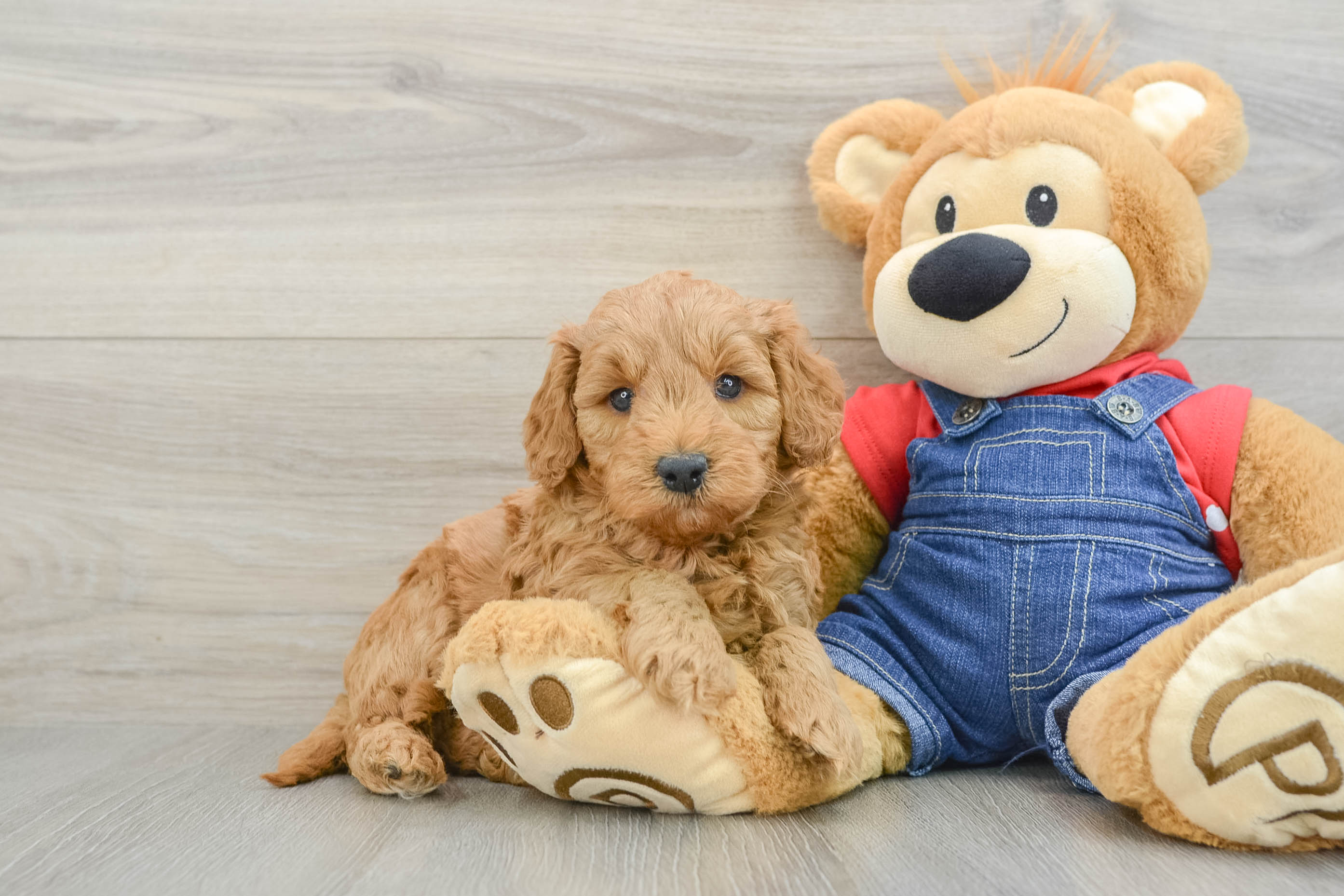 Mini Goldendoodle Pup Being Cute