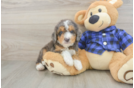 Friendly Mini Goldendoodle Baby