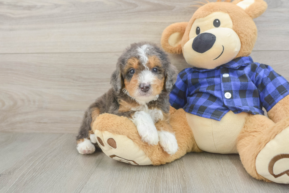 Friendly Mini Goldendoodle Baby
